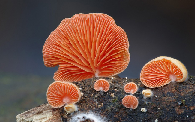 Loài nấm tai nứt màu cam khoe sắc. Chúng có thể sinh sôi cả trên những mỏn đá ẩm ướt bên những thác nước trong rừng.